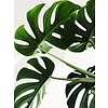 Monstera Minima S