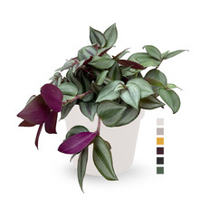 Elho Elho | Tradescantia