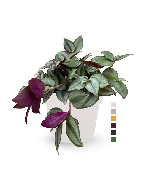 Plant in bloempot op tafel | Ruim aanbod | Fleurdirect.nl - Fleurdirect