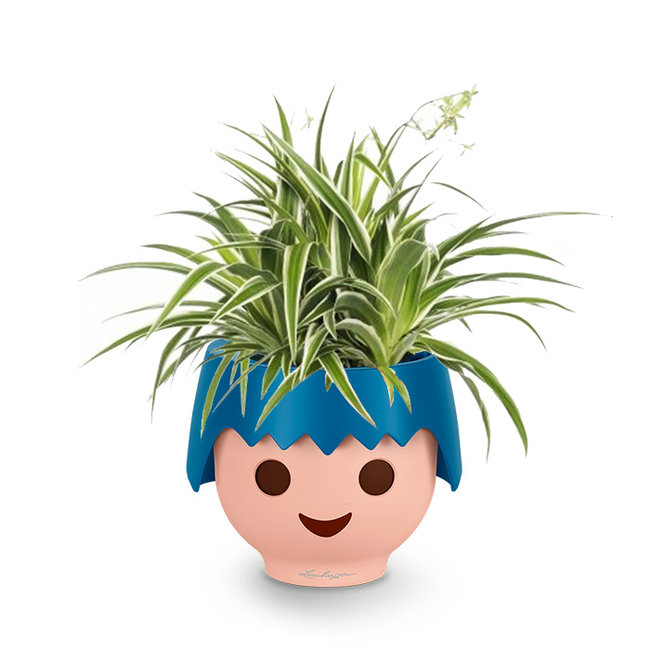 Spiderplant Ocean in Ojo Kids Pot