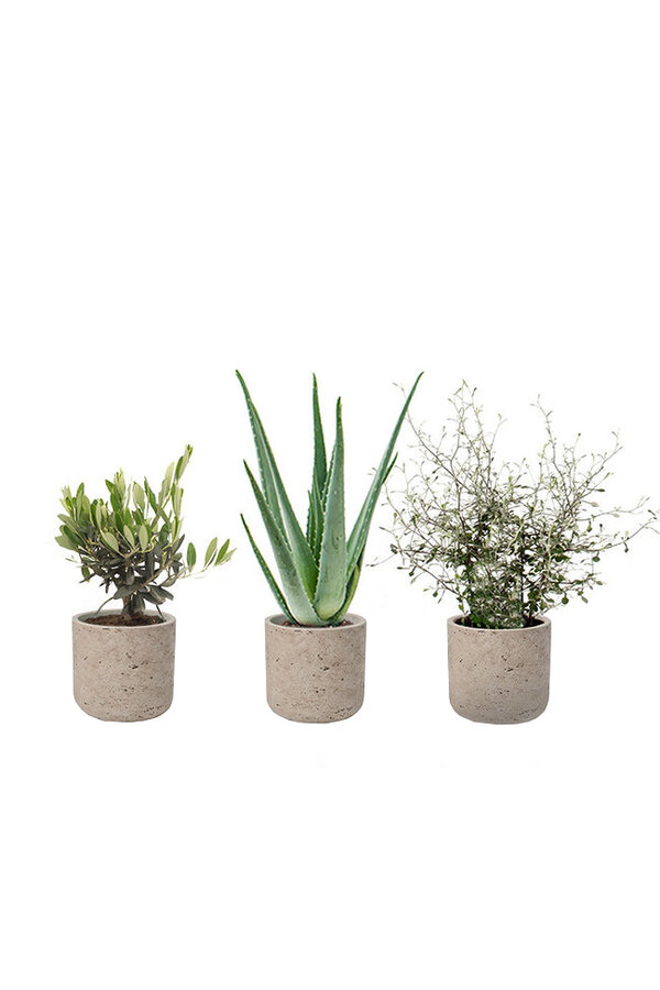 Novara Washed  Plantenpakket