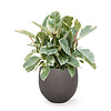 Ficus Elastica Tineke in Mini kevan