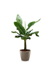 Bananenplant Kingsize in Lechuza Classico