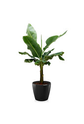 Bananenplant Kingsize in Lechuza Classico