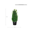 Buxus sempervirens