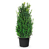 Buxus sempervirens