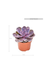 Echeveria Paarse Parel