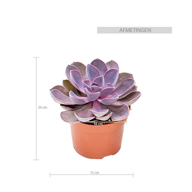 Echeveria Paarse Parel