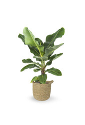 Musa Bananenplant in Nelis naturel