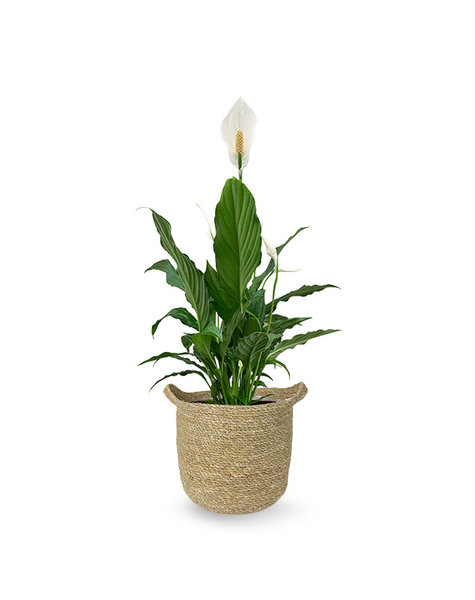 Zeegras | Spathiphyllum