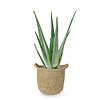 Aloe Vera in Nelis naturel pot