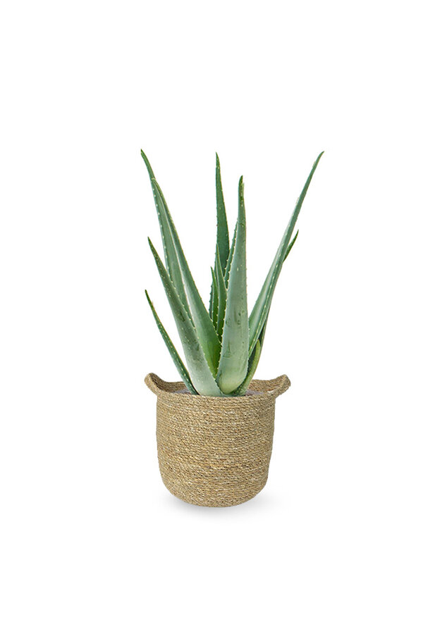 Aloe Vera in Nelis naturel pot