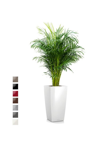 Lechuza Areca