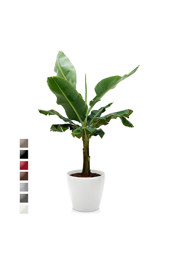 Bananenplant Kingsize in Lechuza Classico