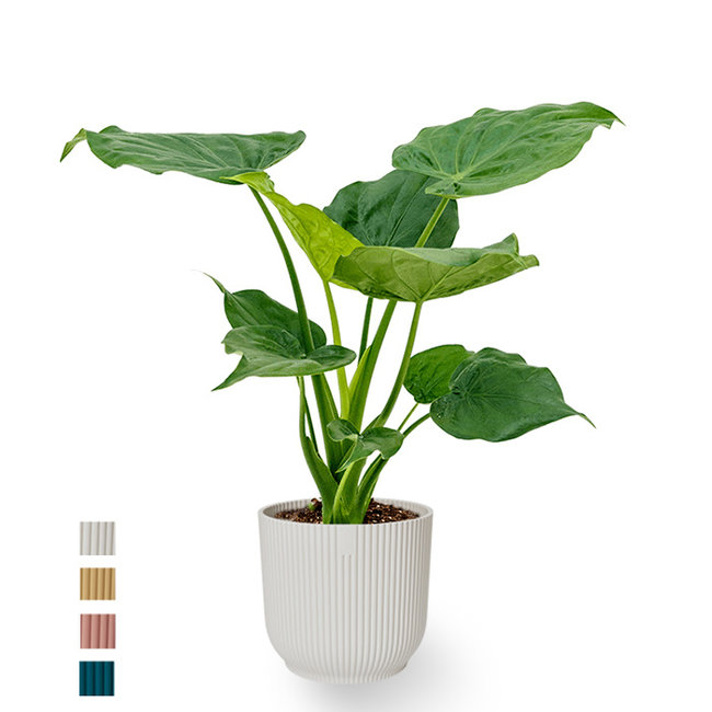 Alocasia Cucullata in Vibes Fold Pot