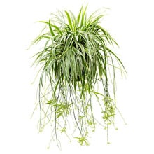 Chlorophytum