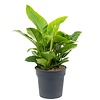 Philodendron Green M