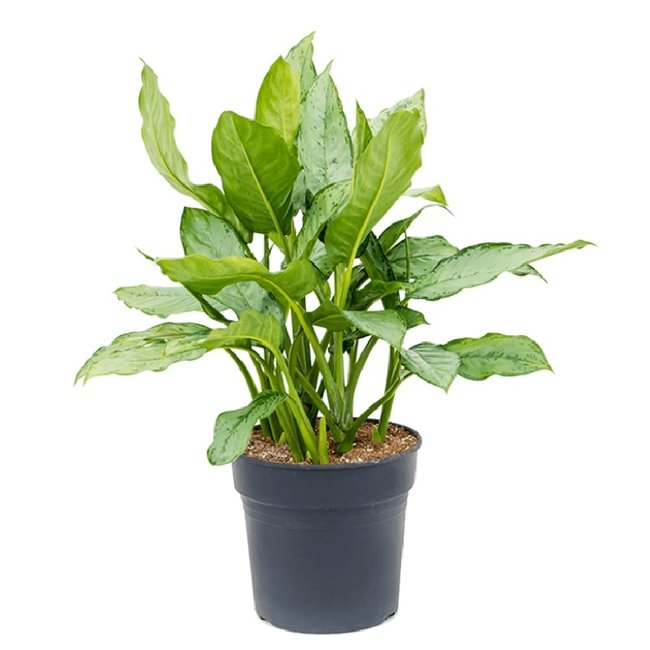 Aglaonema freedman