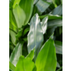 Dracaena Janet L