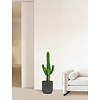 Euphorbia Cactus L
