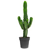 Euphorbia Cactus L