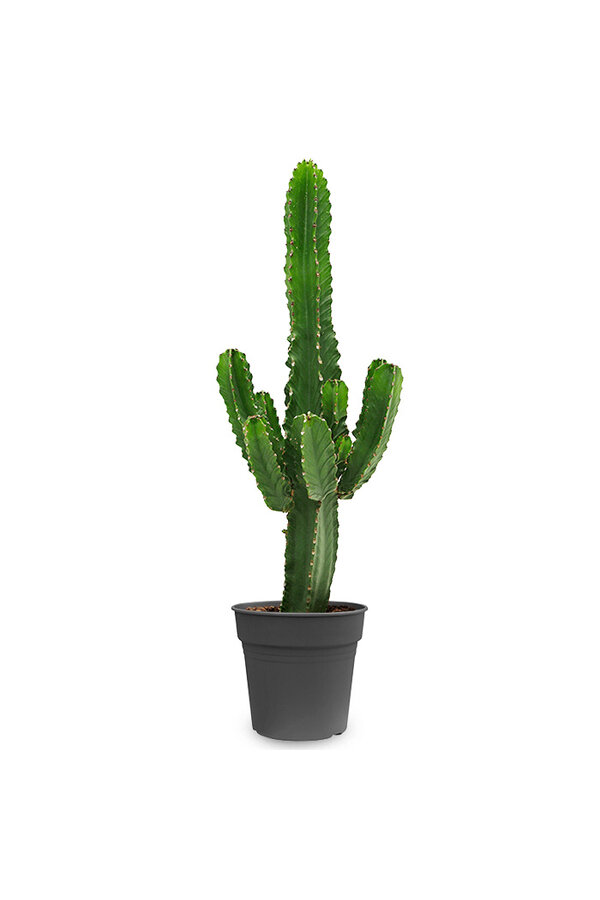 Euphorbia Cactus L