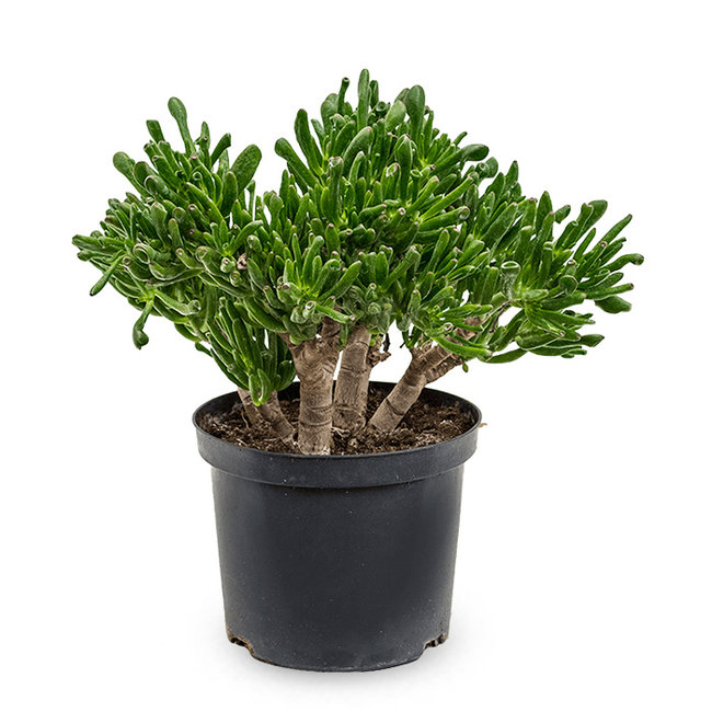 Crassula Horntree L