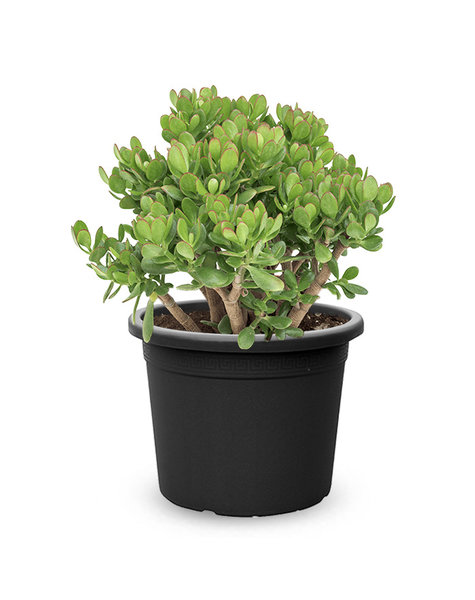 Crassula