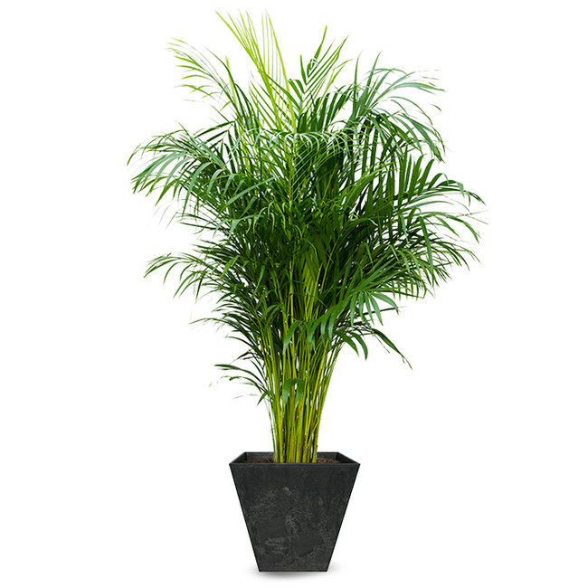 Goudpalm Areca in Artstone