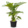 Alocasia Portadora L