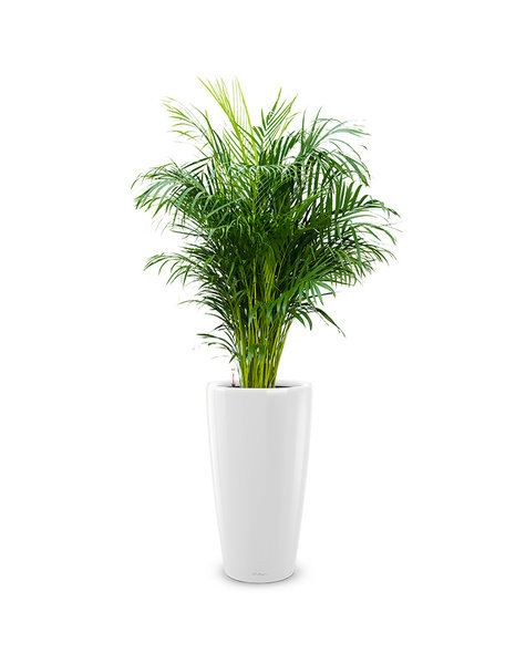 Lechuza Lechuza | Areca