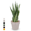 Sansevieria zeylanica in B. For Original