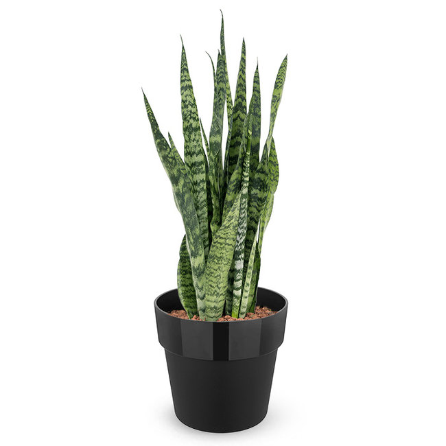 Sansevieria zeylanica in B. For Original