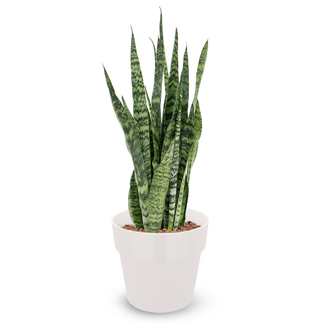 Sansevieria zeylanica in B. For Original