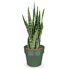 Sansevieria zeylanica in B. For Original