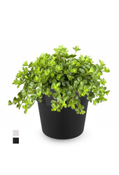 Peperomia Dwergpeper in B. For Original