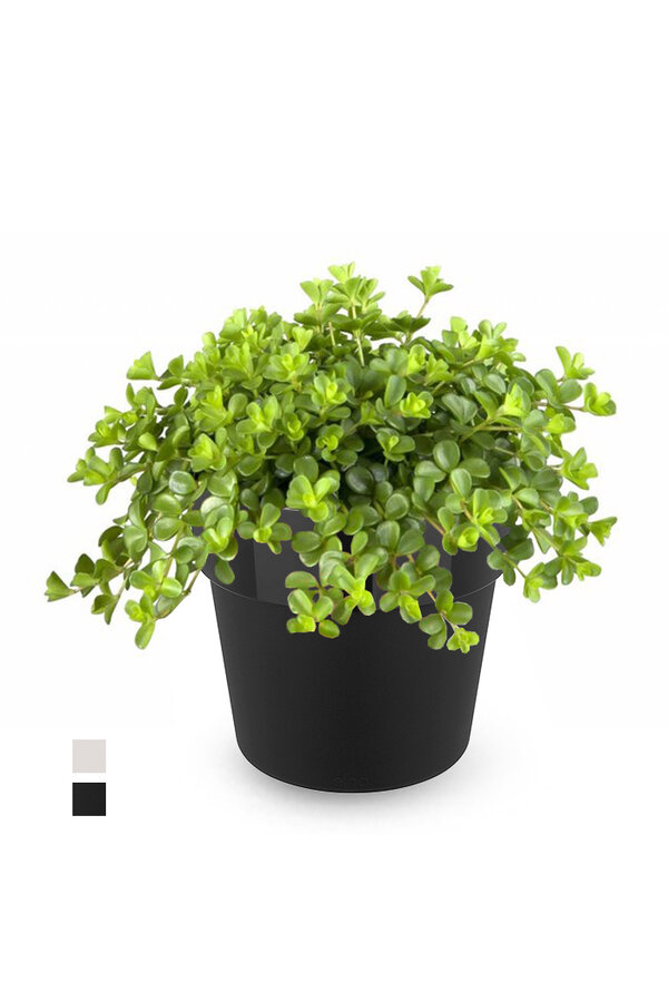 Peperomia Dwergpeper in B. For Original