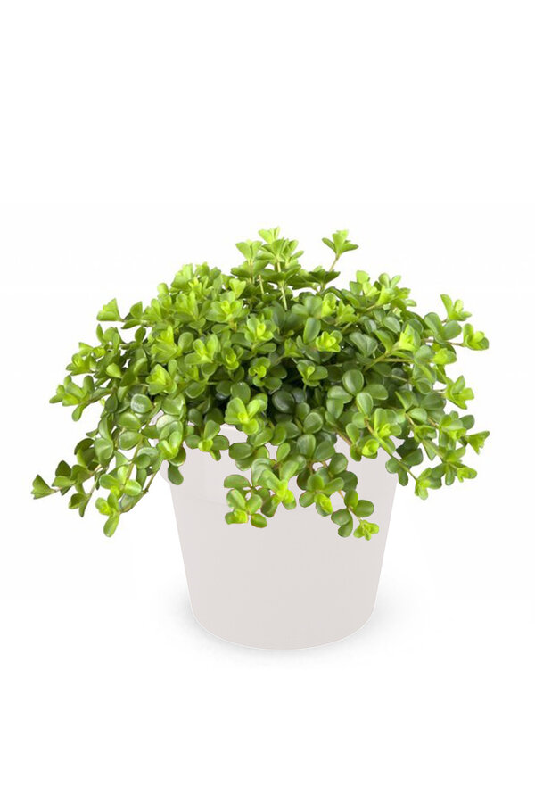 Peperomia Dwergpeper in B. For Original