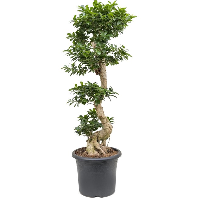 Ficus Bonsai