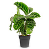 Calathea zebrina