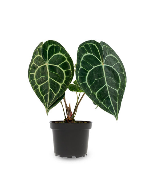 Anthurium