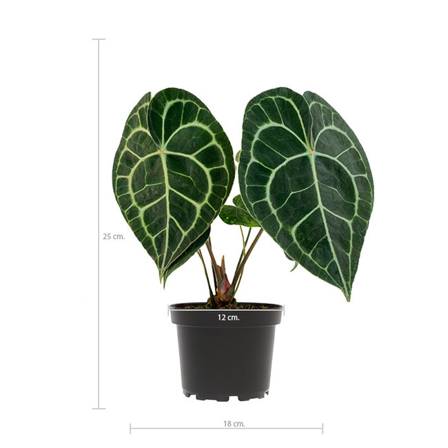 Anthurium clarinervium S