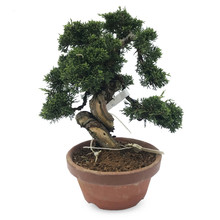 Bonsai