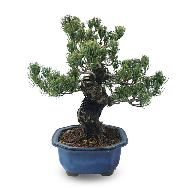 Bonsai Japanse witte den L