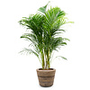 Goudpalm Areca in Rotan Pot