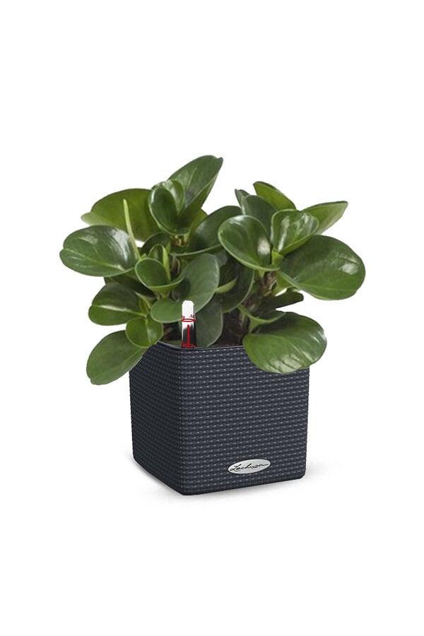 Vetplant in Zelfwatergevende Trend