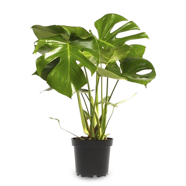 Monstera Gatenplant Bush S