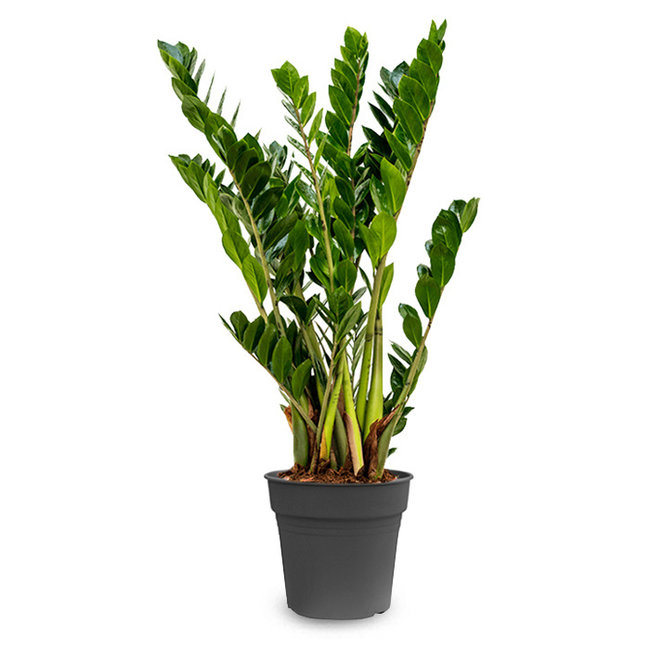 Zamioculcas Duinplant S