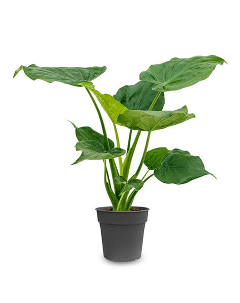 Alocasia