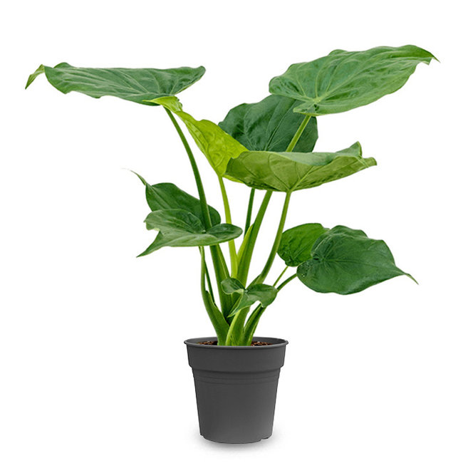 Alocasia Cucullata